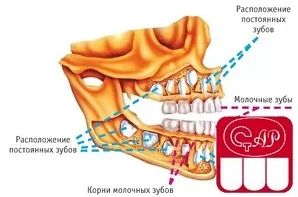 Анатомическая структура и функции молочных зубов