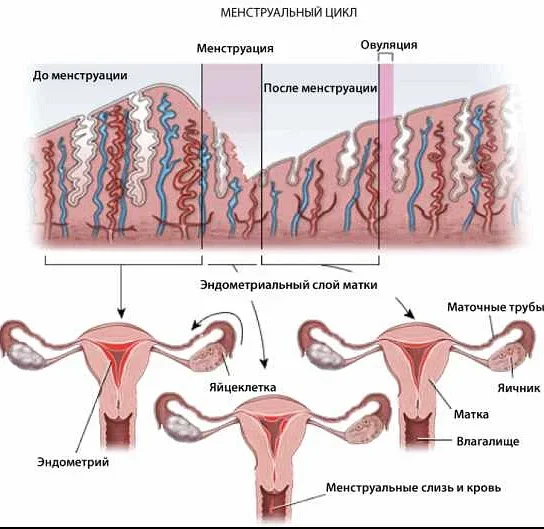 Учет длительности и характера менструального цикла