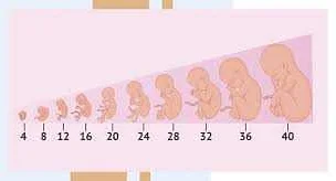 Как расчитать срок беременности по размеру живота?