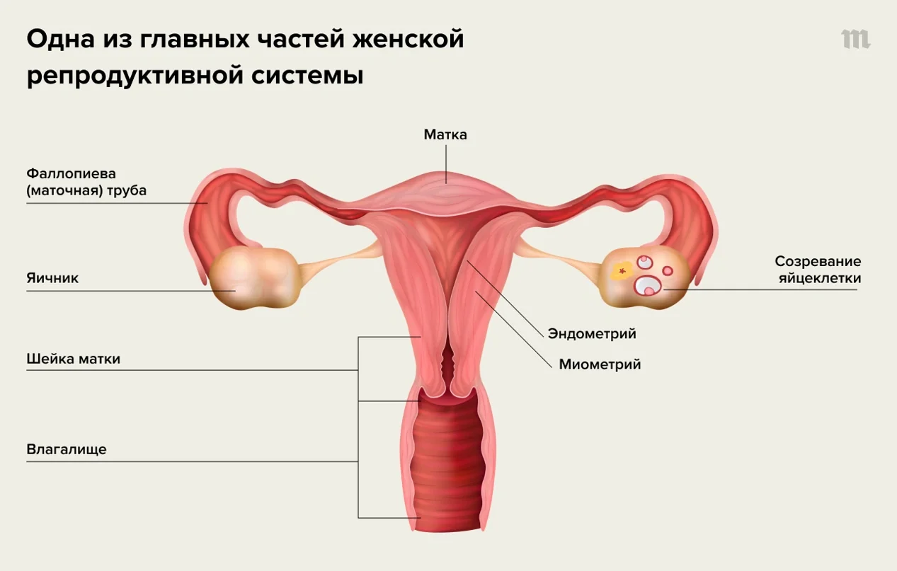  Регулярные менструации и стабильность половой жизни: взаимосвязь или простое совпадение? 