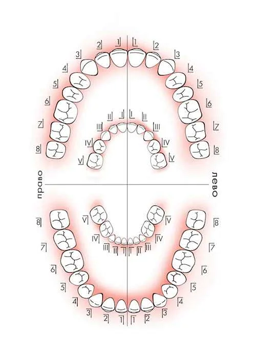 Разница между детскими и взрослыми зубами: в чем отличия?